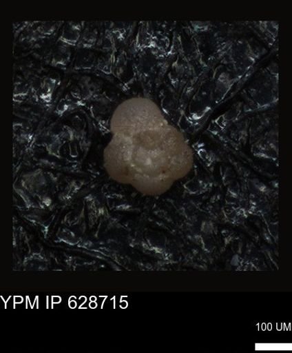 undet. Foraminiferida
