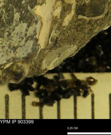undet. Bivalvia