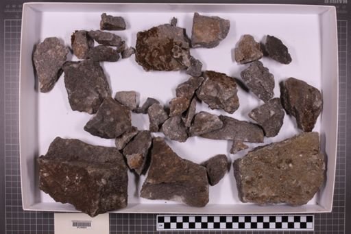 mixed taxa, stratigraphic collection
