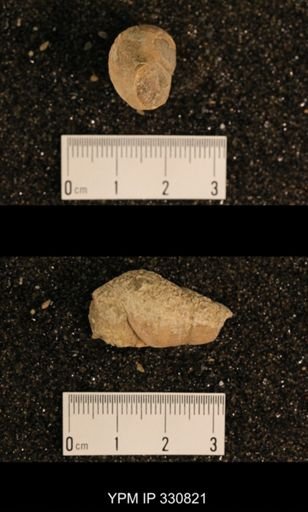 Meekospira peracuta choctawensis