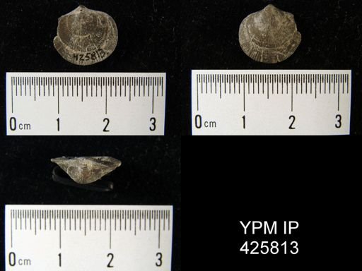 Dalmanelloidea