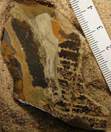 Dicranopteris saximontana