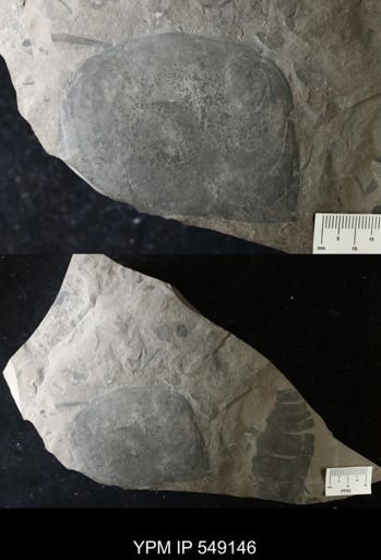 Pterygotus sp.