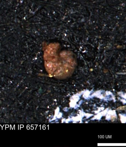 Haplophragmoides gigas