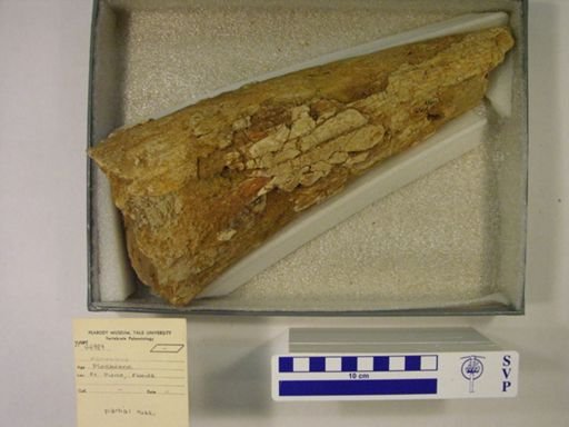 Mammuthus sp.