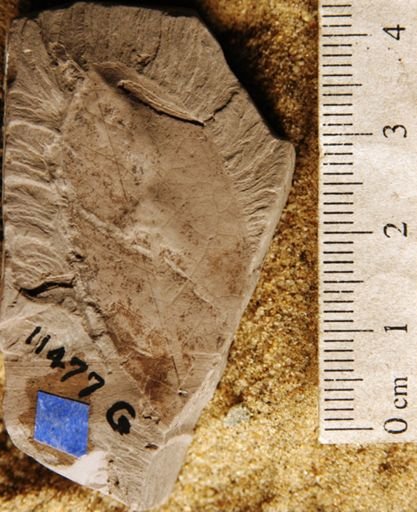 Dalbergia apiculata