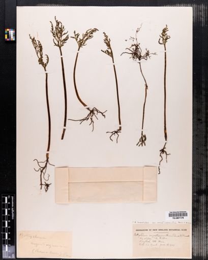 Botrychium lanceolatum
