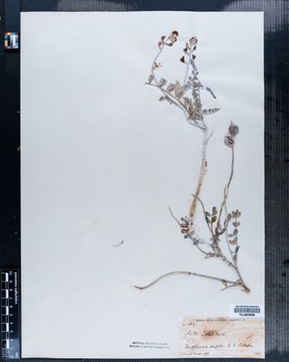 Astragalus