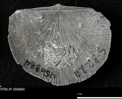 Stropheodonta sp.