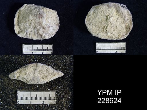 Derbya sp.