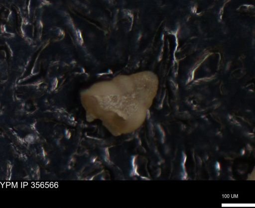 undet. Foraminiferida