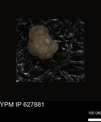undet. Foraminiferida