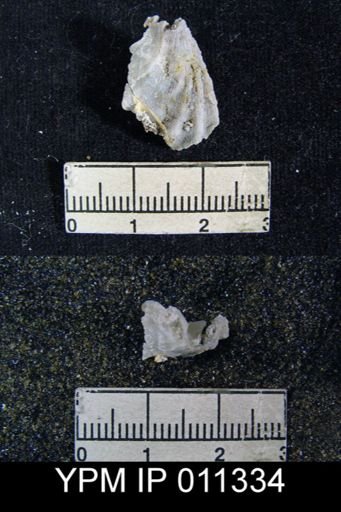 Meekella skenoides
