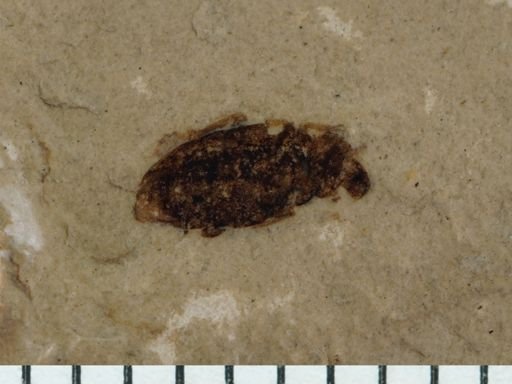 undet. Coleoptera