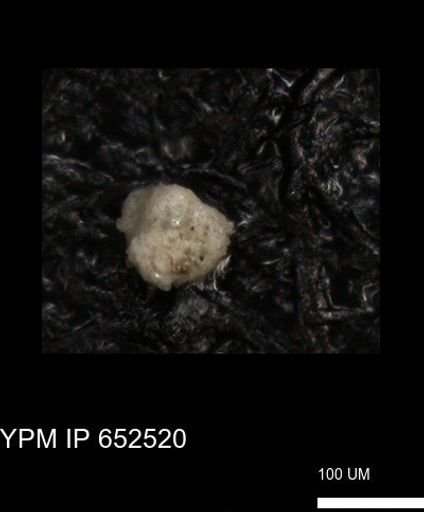 undet. Foraminiferida