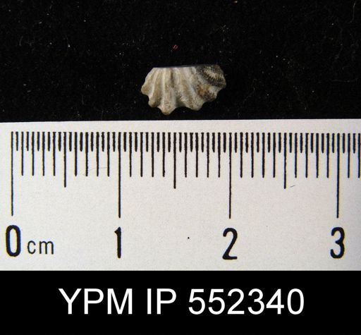 Howellella sp.