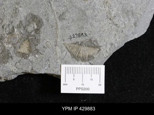 Mucrospirifer mucronatus