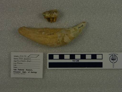 Ursus spelaeus