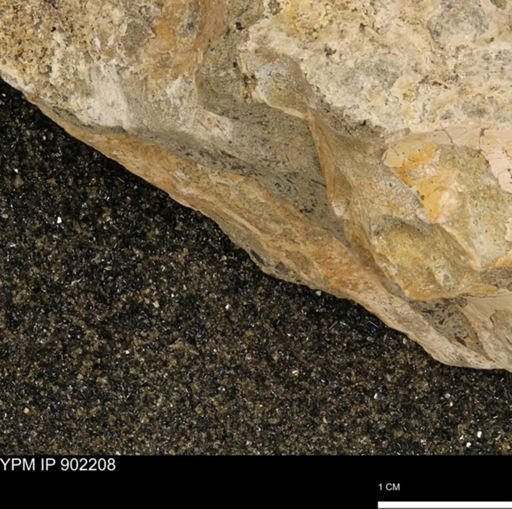undet. Mollusca