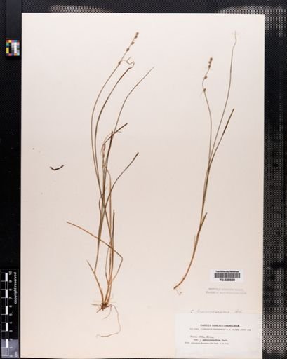 Carex brunnescens