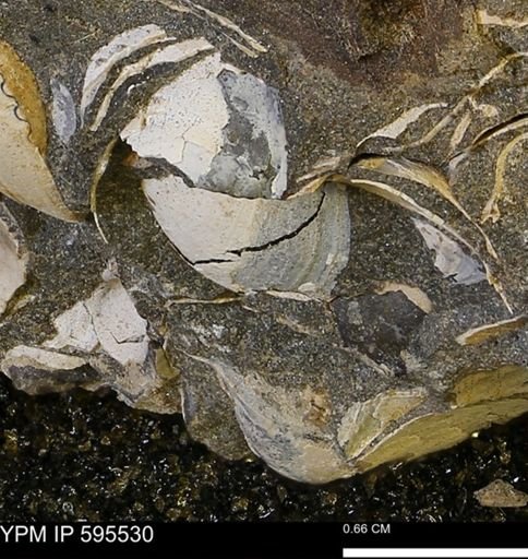 Protocardia sp.