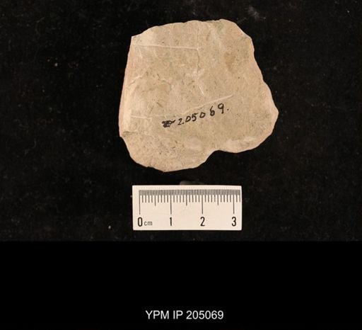 Lemmatophoridae