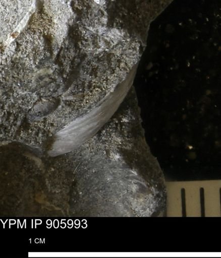 Limopsis striatopunctatus