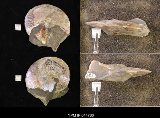 Sphenodiscus lenticularis