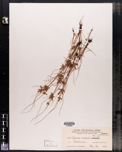 Cyperus rivularis