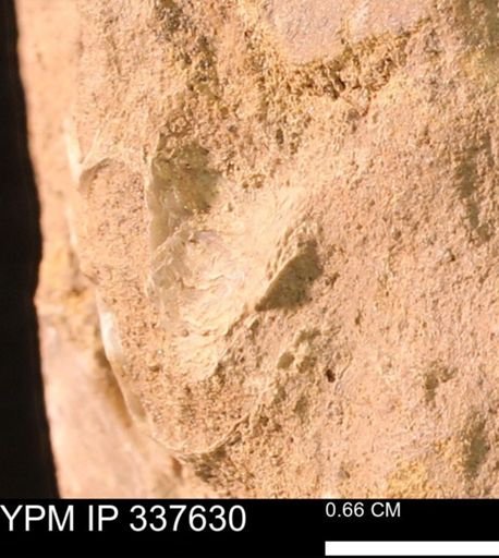 undet. Bivalvia