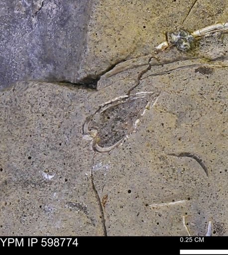 undet. Bivalvia