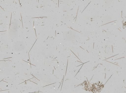 Sympagella nux