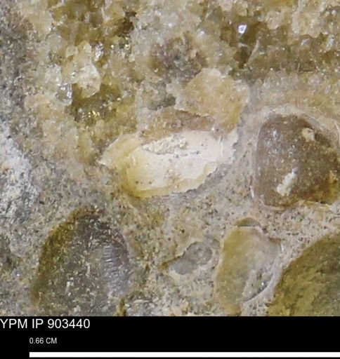 Corbulamella?