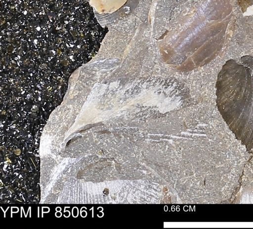 undet. Bivalvia