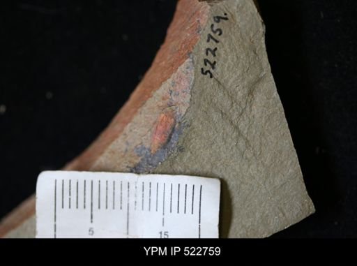 Chelicerata