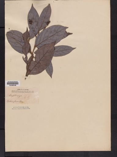 Plantae