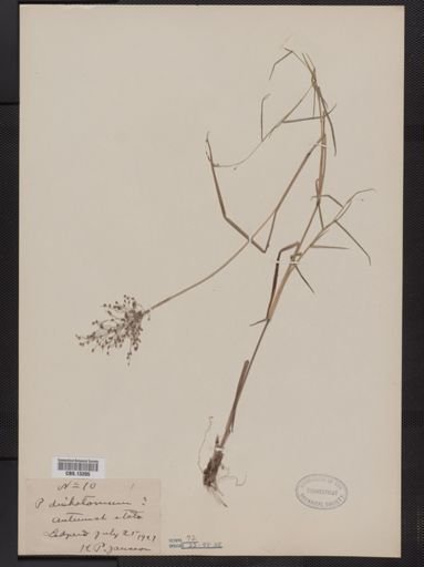 Panicum dichotomum
