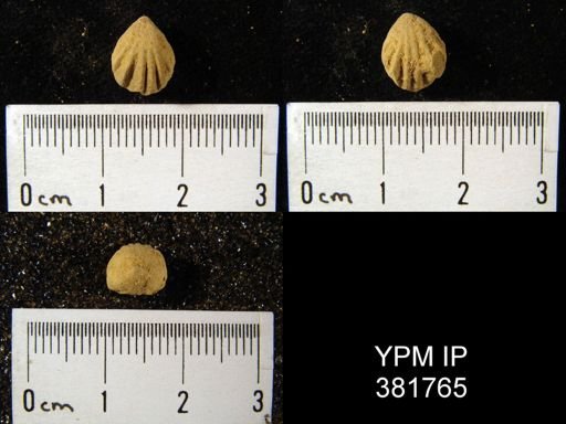 Uncinulus sp.