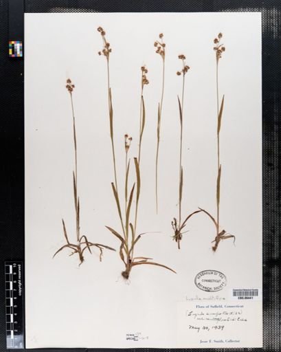 Luzula campestris