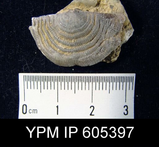 Leptaena richmondensis