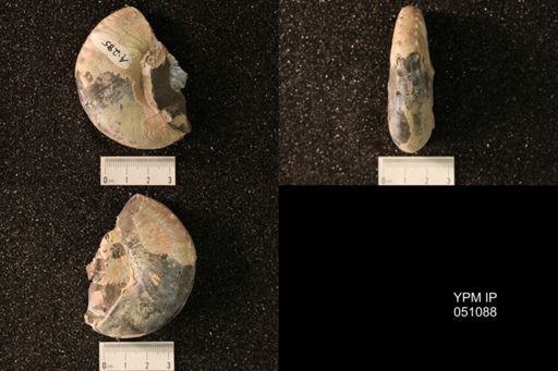 Hoploscaphites nicolletii