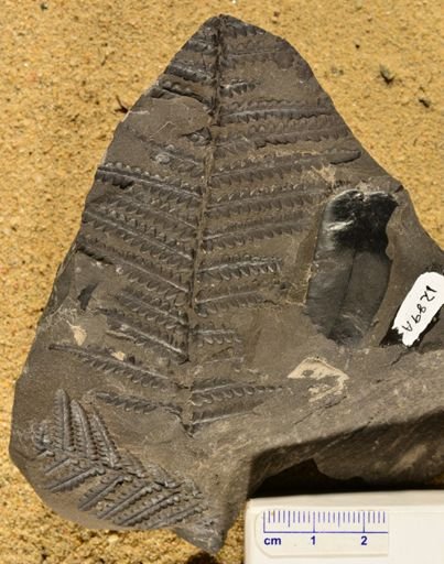 Pecopteris sp.