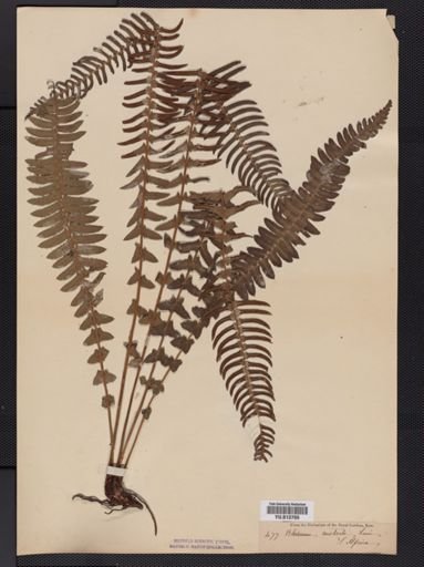 Blechnum