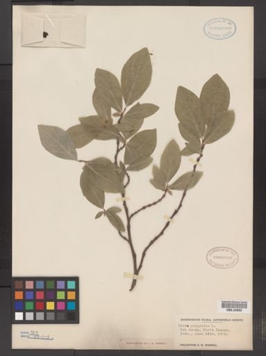 Dirca palustris