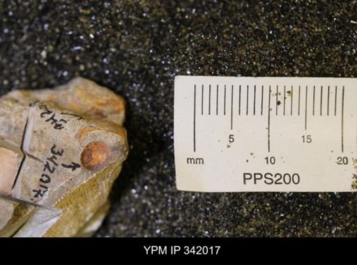 undet. Scaphitidae