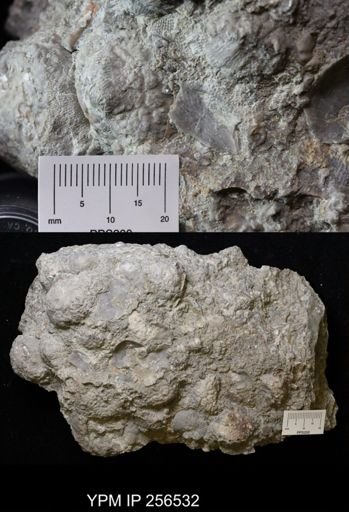Dolatocrinus asterias