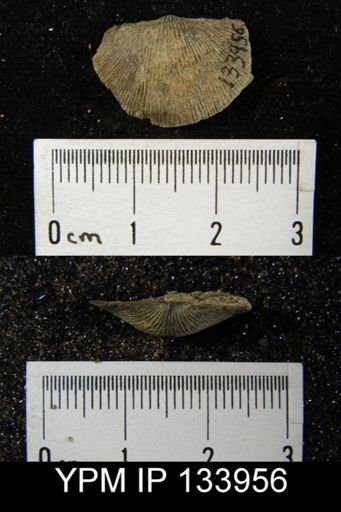 Chonetes coronatus