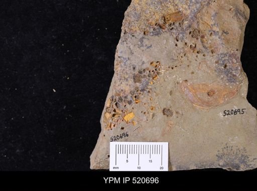 undet. Echinodermata