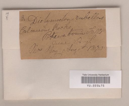 Didymodon rubellus