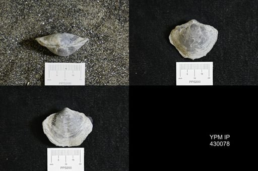 Athyris spiriferoides